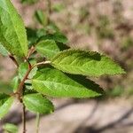 Prunus japonica 葉