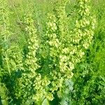 Rumex confertus Fruto