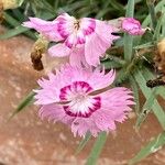 Dianthus plumarius 花