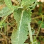 Salvia virgata Blatt