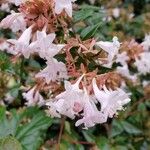 Rhododendron atlanticum Flor