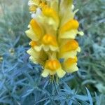 Linaria angustissima Flor
