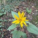 Helianthus hirsutus Кветка