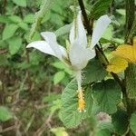 Hibiscus fuscus Blomst