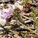 Astragalus austriacus Leaf