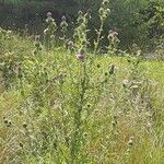 Cirsium discolor ফুল