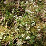 Micranthes virginiensis Habit