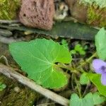 Viola sagittata Folha