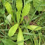 Primula laurentiana ഇല