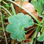 Alchemilla glabra Liść