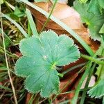 Alchemilla glabra Folla