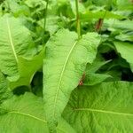 Bistorta amplexicaulis Frunză