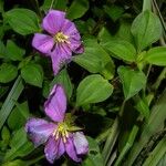 Heterotis rotundifolia Хабит