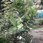 Calophyllum calaba برگ