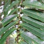 Eurya acuminata Fruto