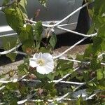 Calystegia silvatica Virág