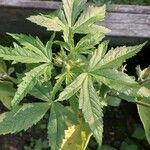 Hibiscus cannabinus List