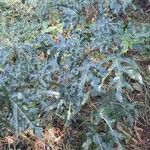 Solanum atropurpureum Alkat (teljes növény)