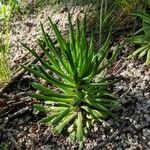 Dudleya edulis Yaprak