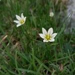 Gagea serotina Flower