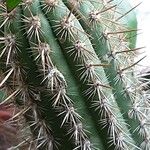 Weberbauerocereus weberbaueri 整株植物
