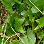 Rumex scutatus Leaf