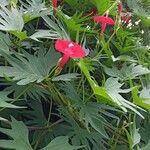 Ipomoea x multifida Habit