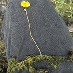 Utricularia vulgaris Habitus