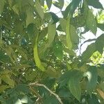 Clitoria fairchildiana Fruit