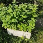 Mentha suaveolensList