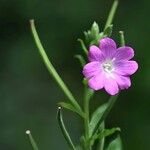 Epilobium hirsutumफूल