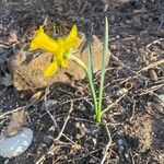 Narcissus minor Bloem