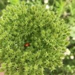 Daucus pusillus Folha