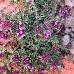 Thymus embergeri Flor