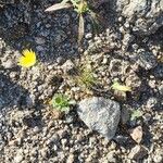 Malacothrix californica Leaf