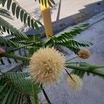 Leucaena leucocephala 花