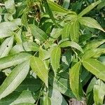 Fraxinus angustifolia Blatt