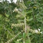 Aloysia gratissima Leaf