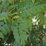 Sorbus americanaLeaf