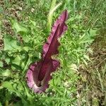 Dracunculus vulgaris Кветка