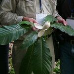 Magnolia hodgsonii Leaf