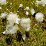 Eriophorum scheuchzeri Ffrwyth