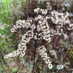 Solidago gigantea 果