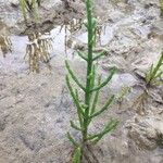 Salicornia europaea ഇല