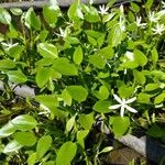 Heteranthera limosa Leaf