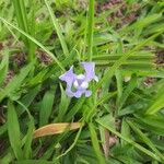 Cipura paludosa Цветок