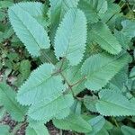 Sanguisorba canadensis Leaf