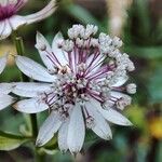 Astrantia majorFlower