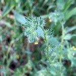 Amsinckia calycina Leaf