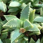 Faucaria tigrina Vivejo